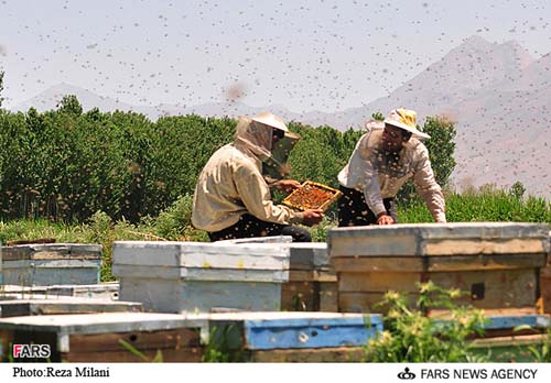 پاورپوینت پرورش زنبور عسل 
