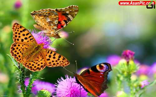 زیبا ترین پروانه جهان , پروانه های زیبا 