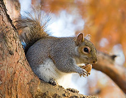 250px-Eastern_Grey_Squirrel_in_St_James%