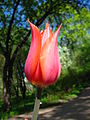[تصویر:  90px-Tulip_lily-flowered_cv._01.JPG]