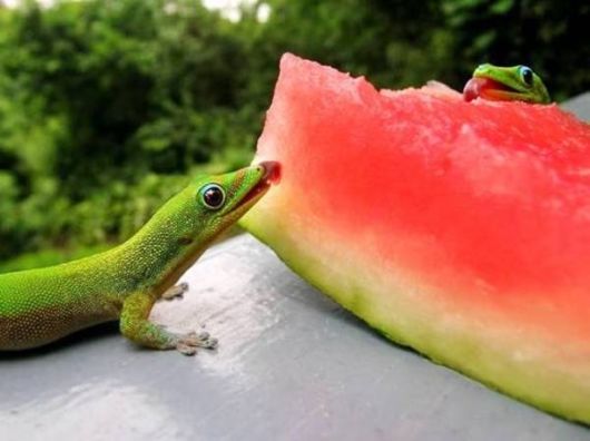 Animals Who Love Eating Watermelon