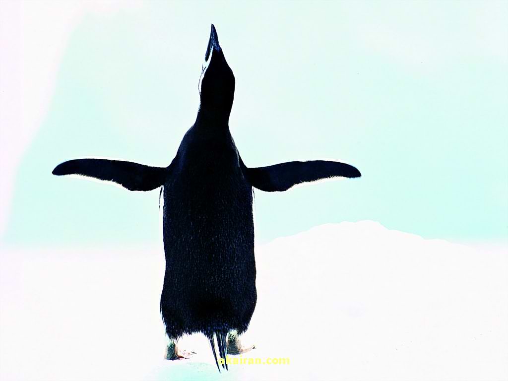 عکس پنگوئن های زیبا یک