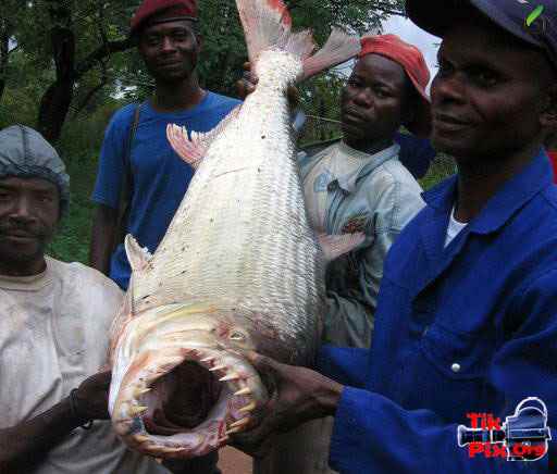 عکس های از بزرگ ترین ماهی ها - آکا