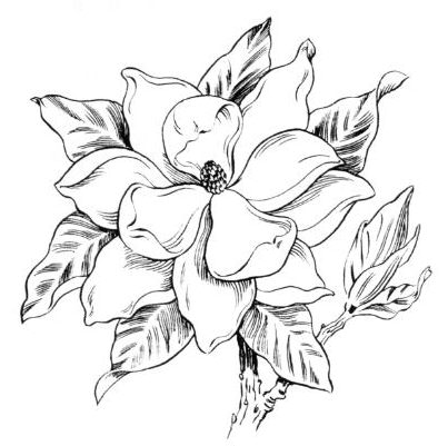 tn_magnolia.jpg