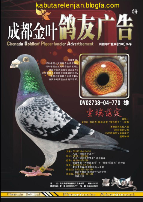 pigeons%20736%20%2823%29.jpg