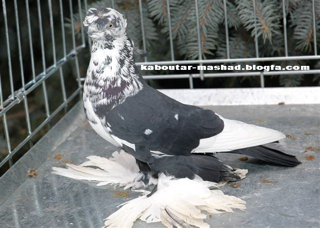 کبوتر سوسکی سیاه ازبکی